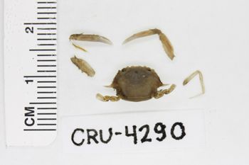 Media type: image;   Invertebrate Zoology CRU-4290 Description: Preserved specimen.;